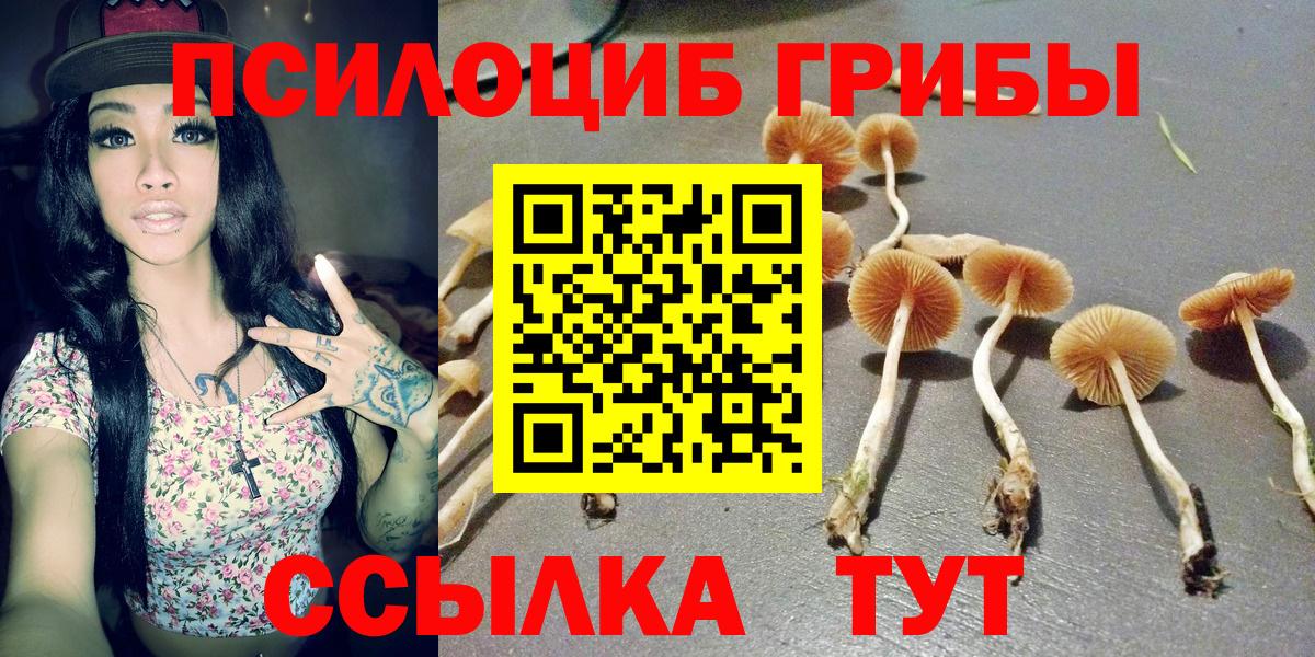 Псилоцибиновые грибы Cubensis  Галлюциногенные грибы Cubensis  Тайшет  Вход с VPN 